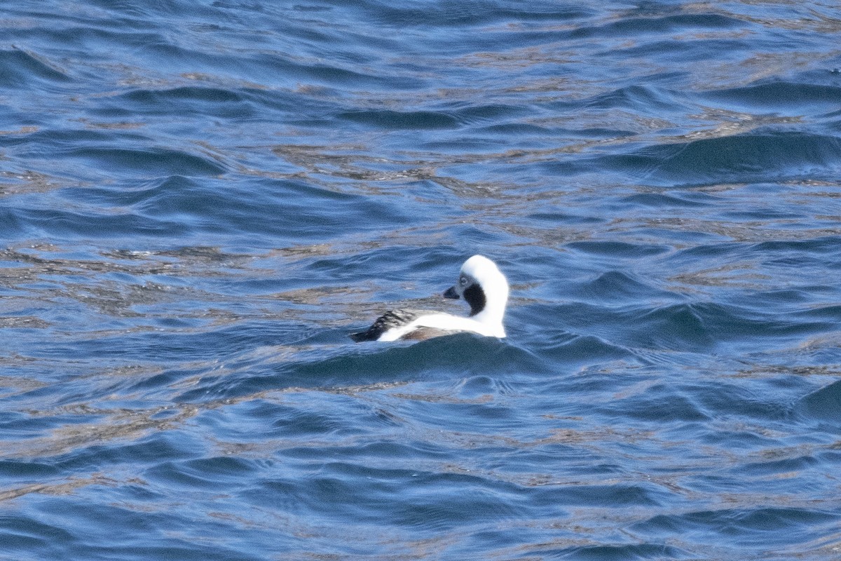 Long-tailed Duck - ML629927465