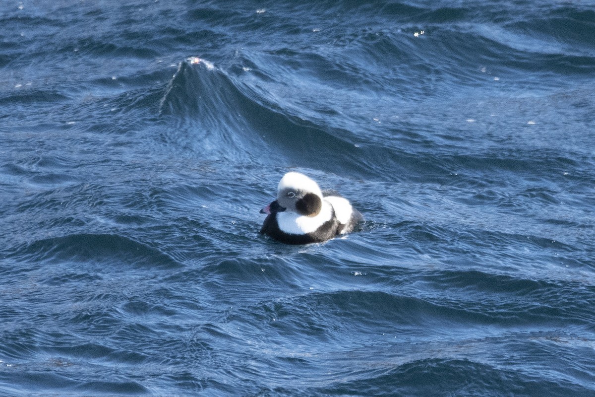 Long-tailed Duck - ML629927466