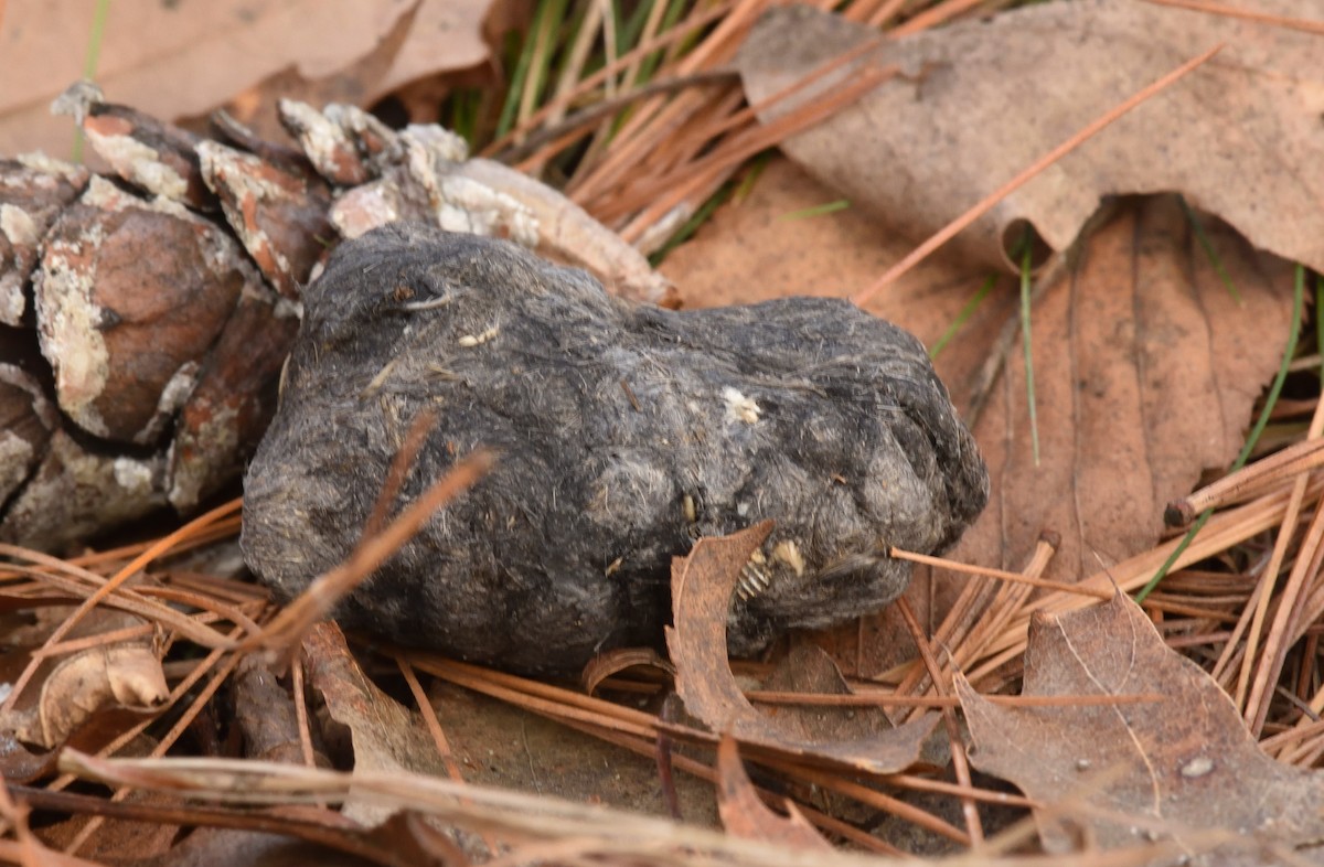 アメリカワシミミズク - ML629927503