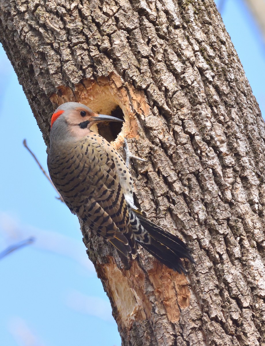 ハシボソキツツキ - ML629927549