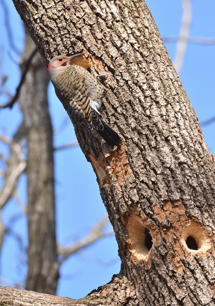 ハシボソキツツキ - ML629927586