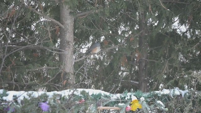 Tufted Titmouse - ML629927987