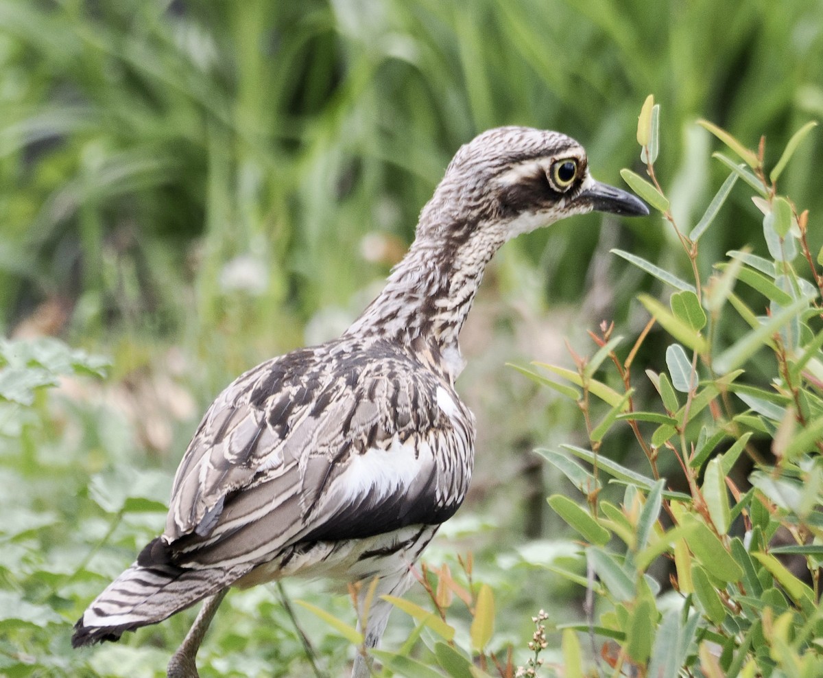 Bush Thick-knee - ML629928052