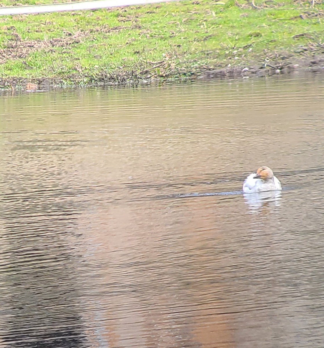 Snow Goose - ML629928081