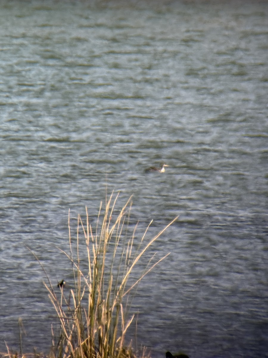 Red-necked Grebe - ML629928158