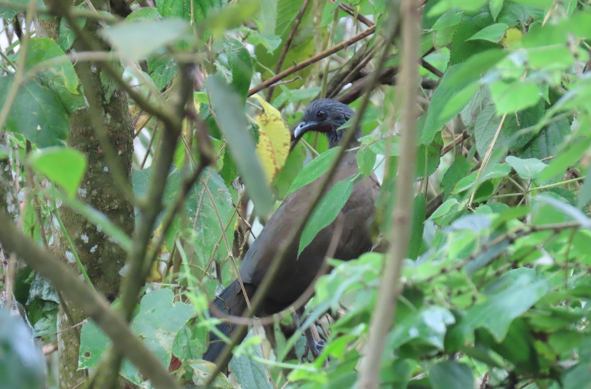 Rufous-vented Chachalaca - ML629928245