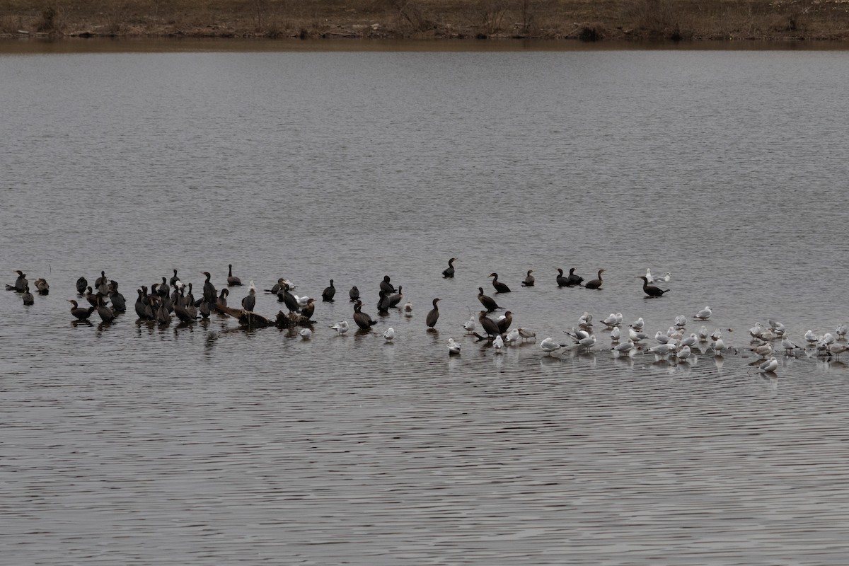 Double-crested Cormorant - ML629928256