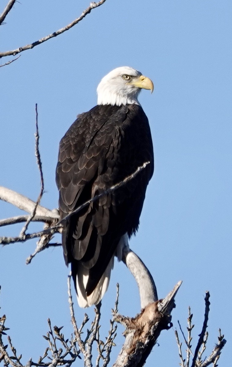 Bald Eagle - ML629928601