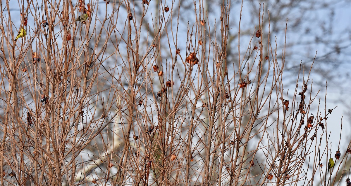 Western Tanager - ML629928687