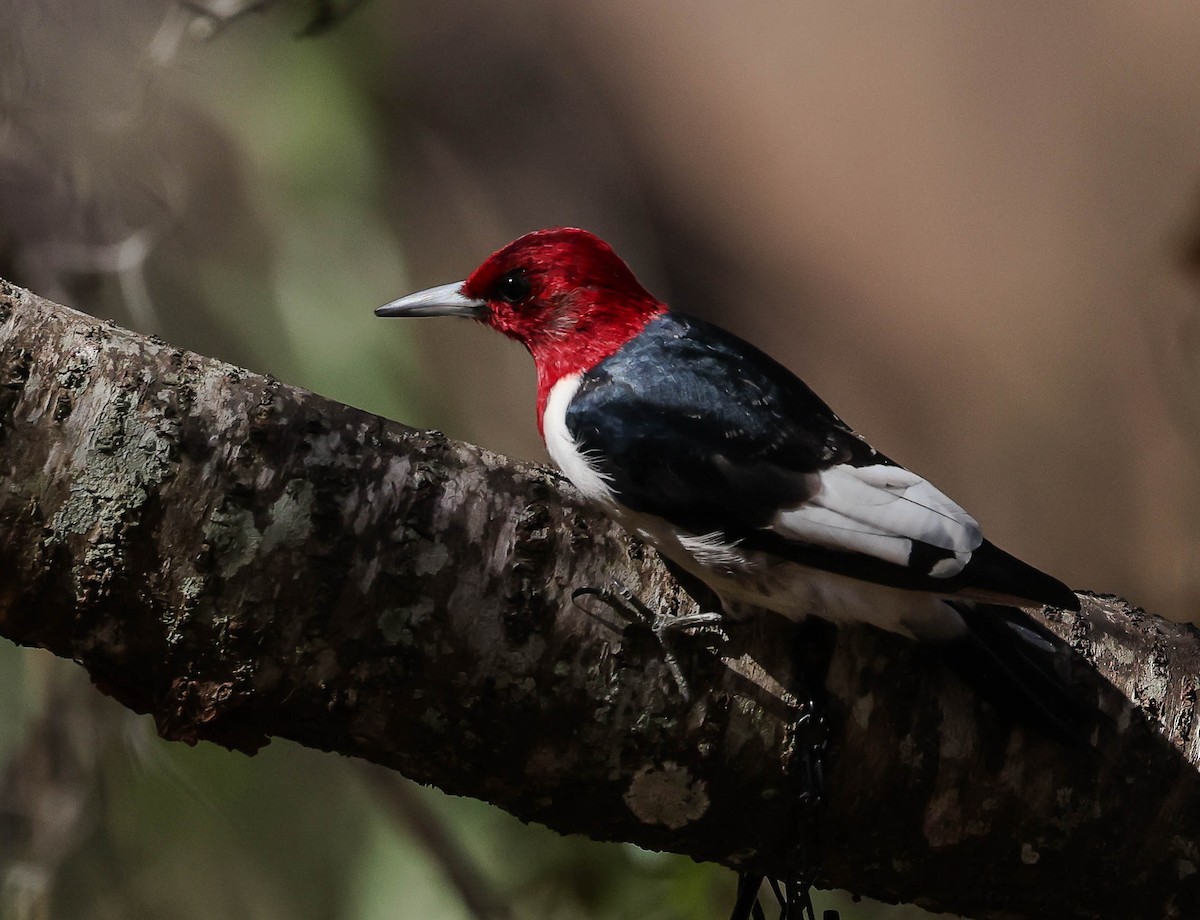 Pic à tête rouge - ML629928697