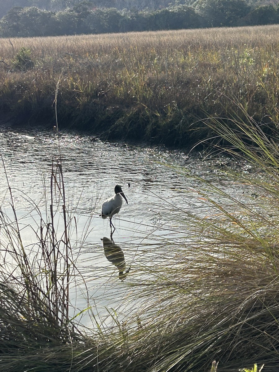 Tántalo Americano - ML629929392