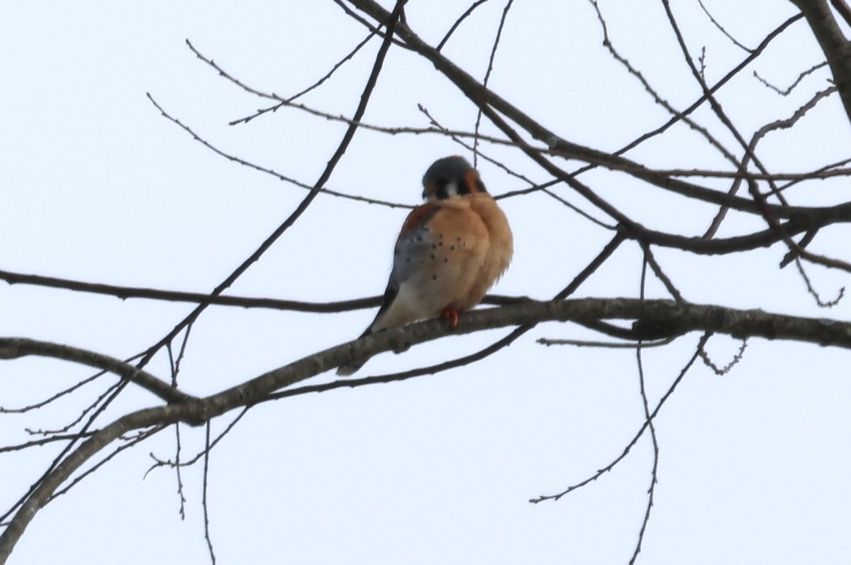 American Kestrel - ML629929404