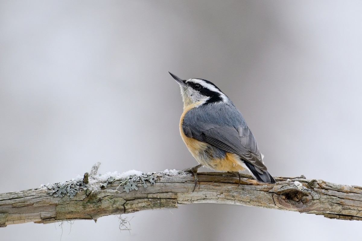 brhlík americký - ML629929420