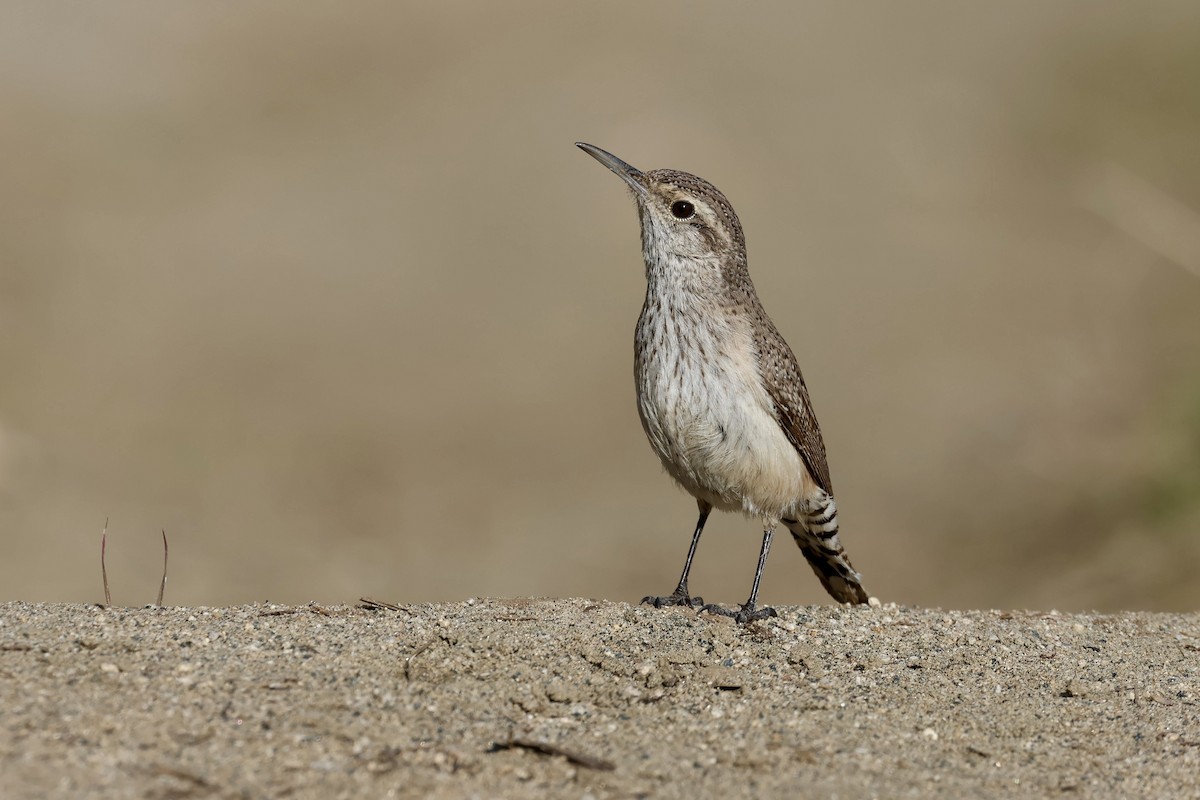 Rock Wren - ML629929452