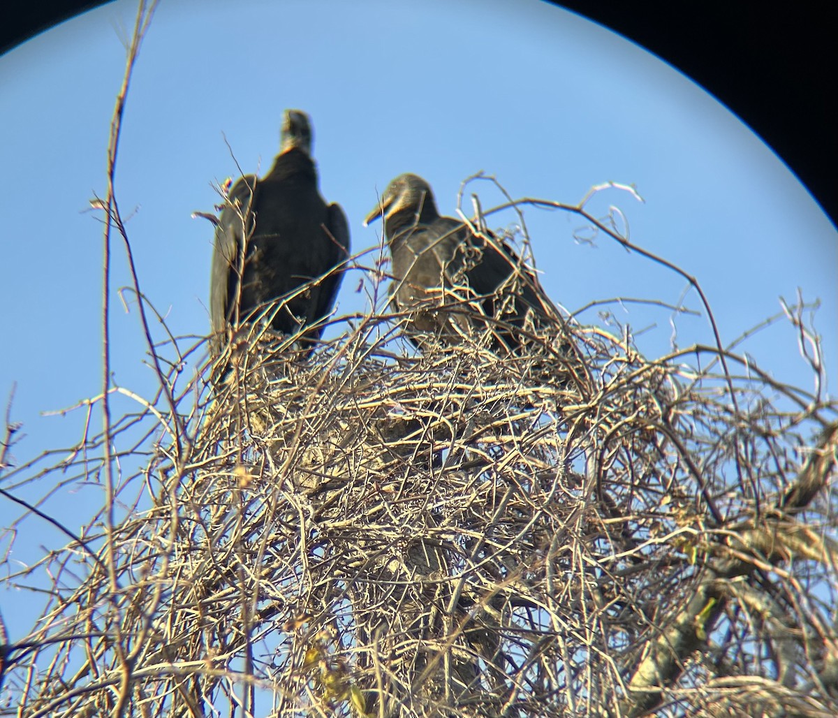 Zopilote Negro - ML629929464