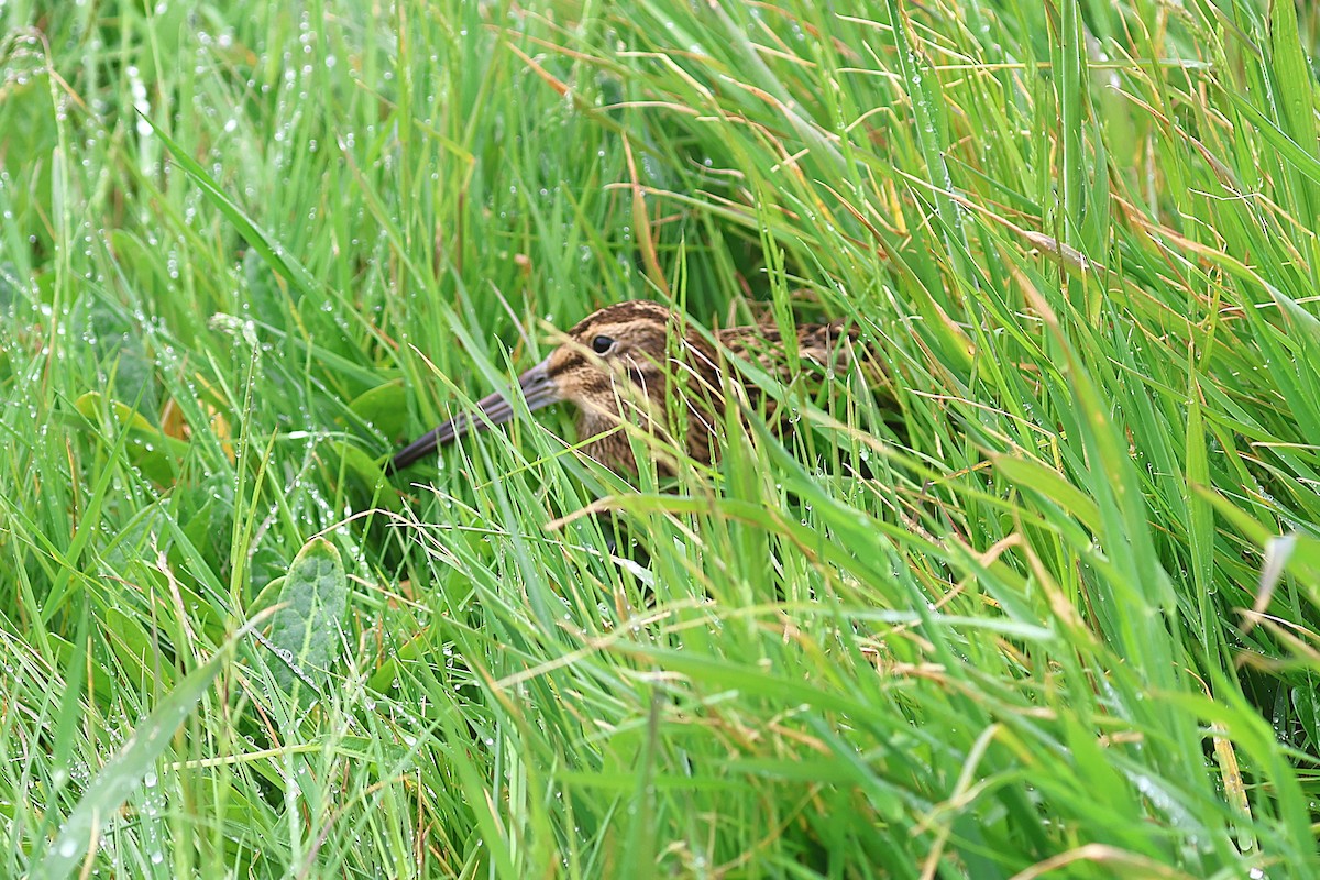 Subantarctic Snipe - ML629929478