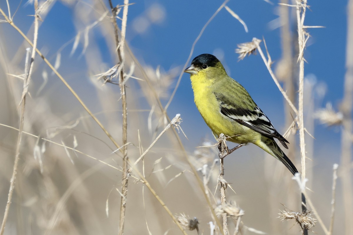 Lesser Goldfinch - ML629929479