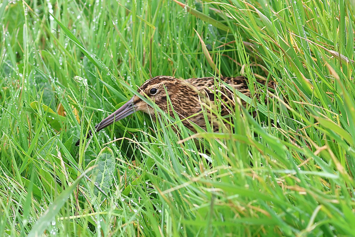 Subantarctic Snipe - ML629929482