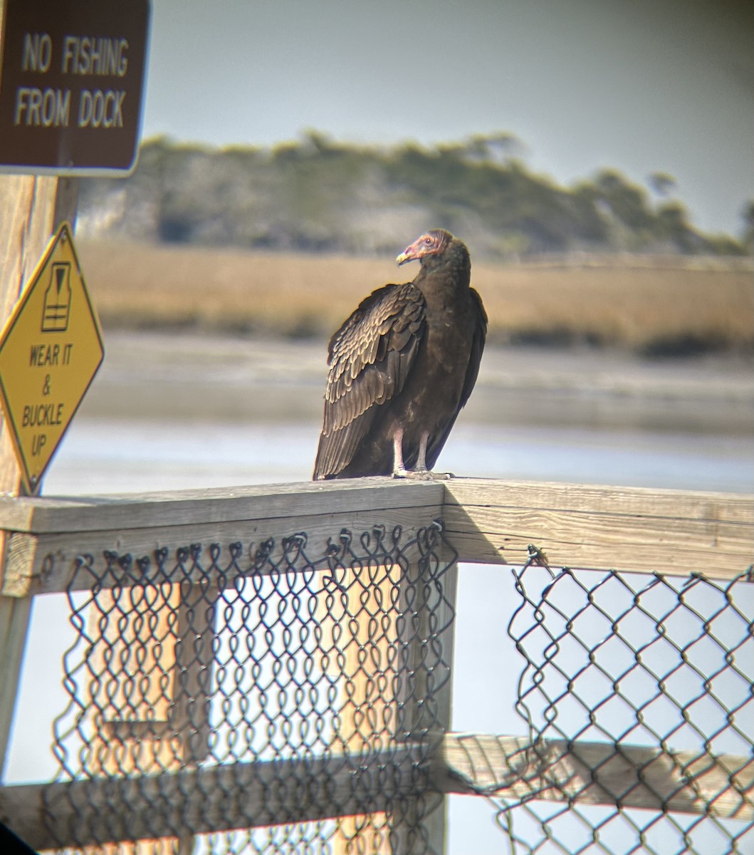 Aura Gallipavo - ML629929503