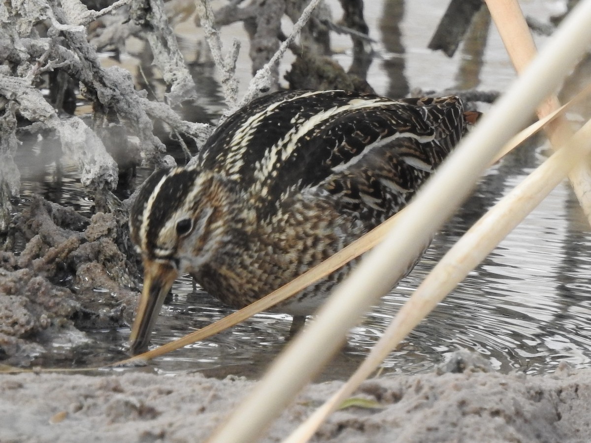 Wilson's Snipe - ML629929505