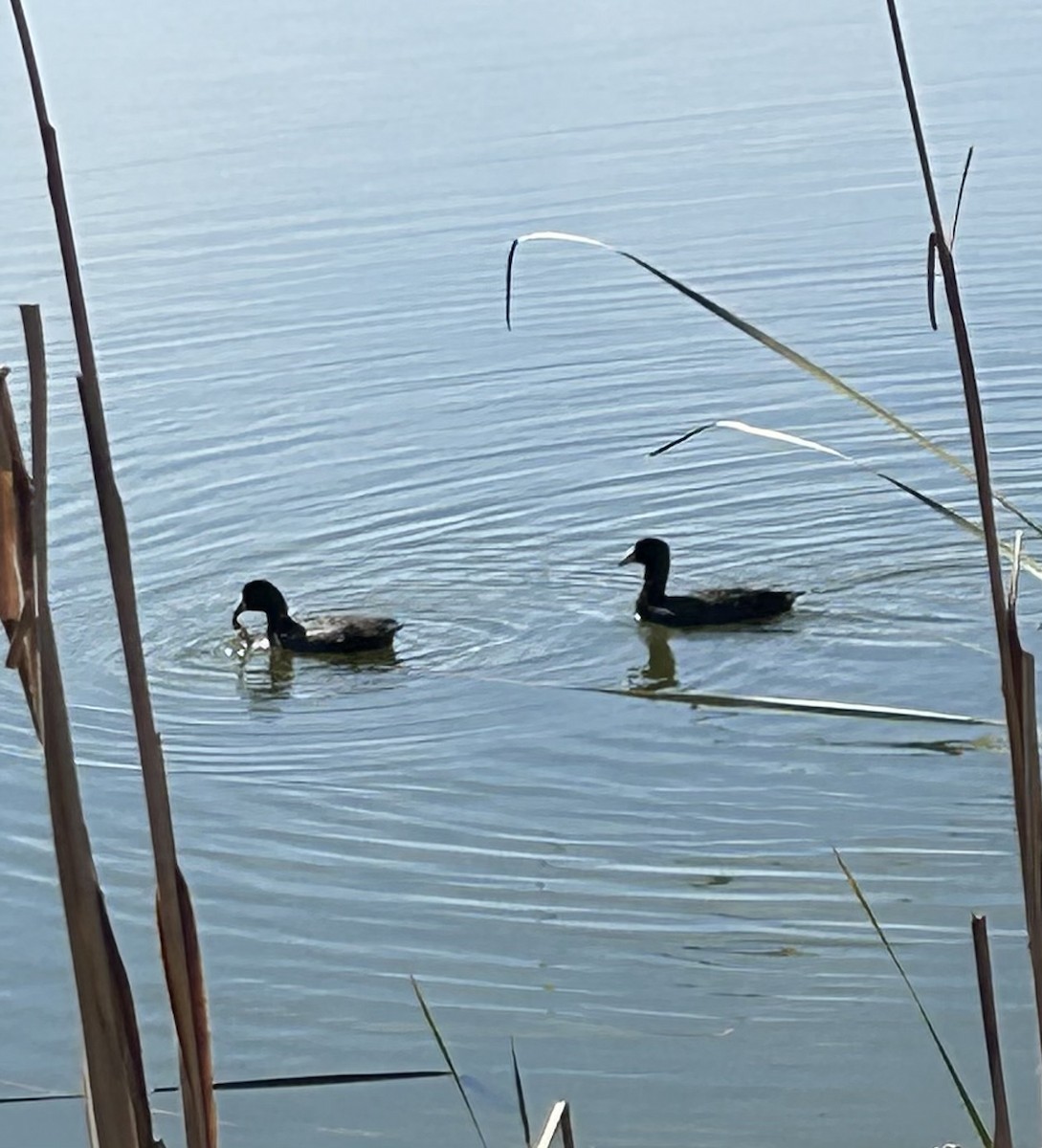 American Coot - ML629929536