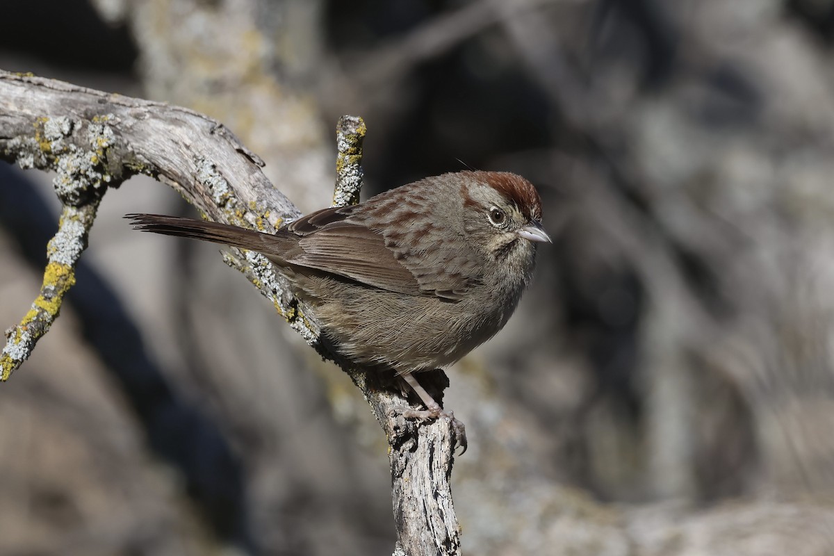 Rufous-crowned Sparrow - ML629929555