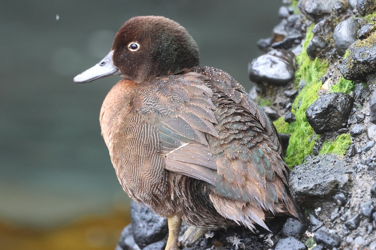 Auckland Islands Teal - ML629929627