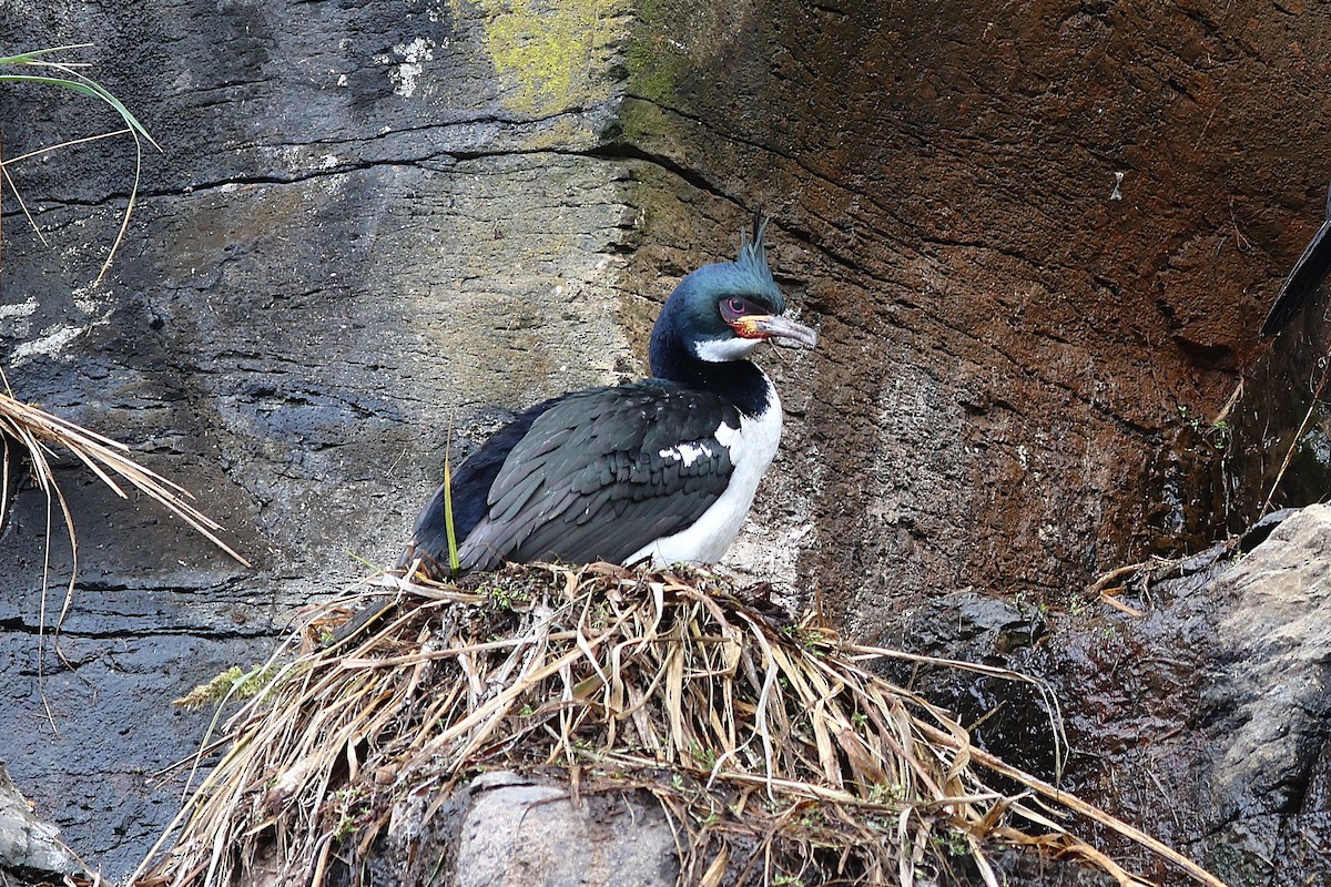 Auckland Islands Shag - ML629929823