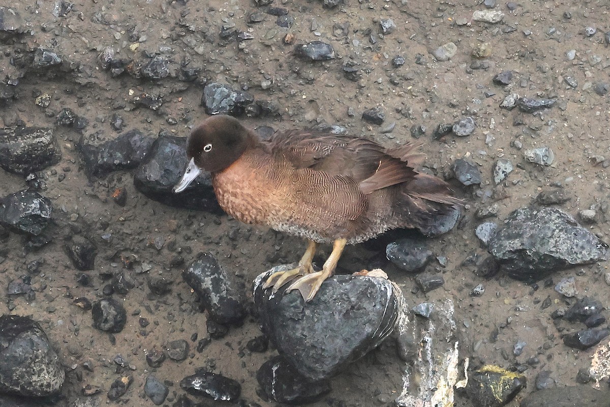 Auckland Islands Teal - ML629929980