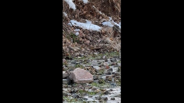 Varied Thrush - ML629930083