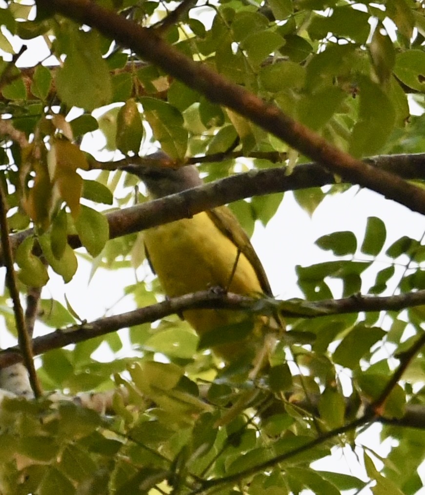 Purple-throated Cuckooshrike - ML629930283