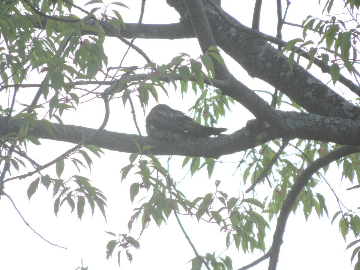 Common Nighthawk - ML629930675