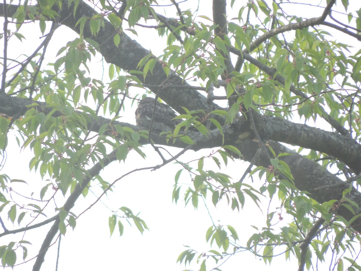 Common Nighthawk - ML629930678