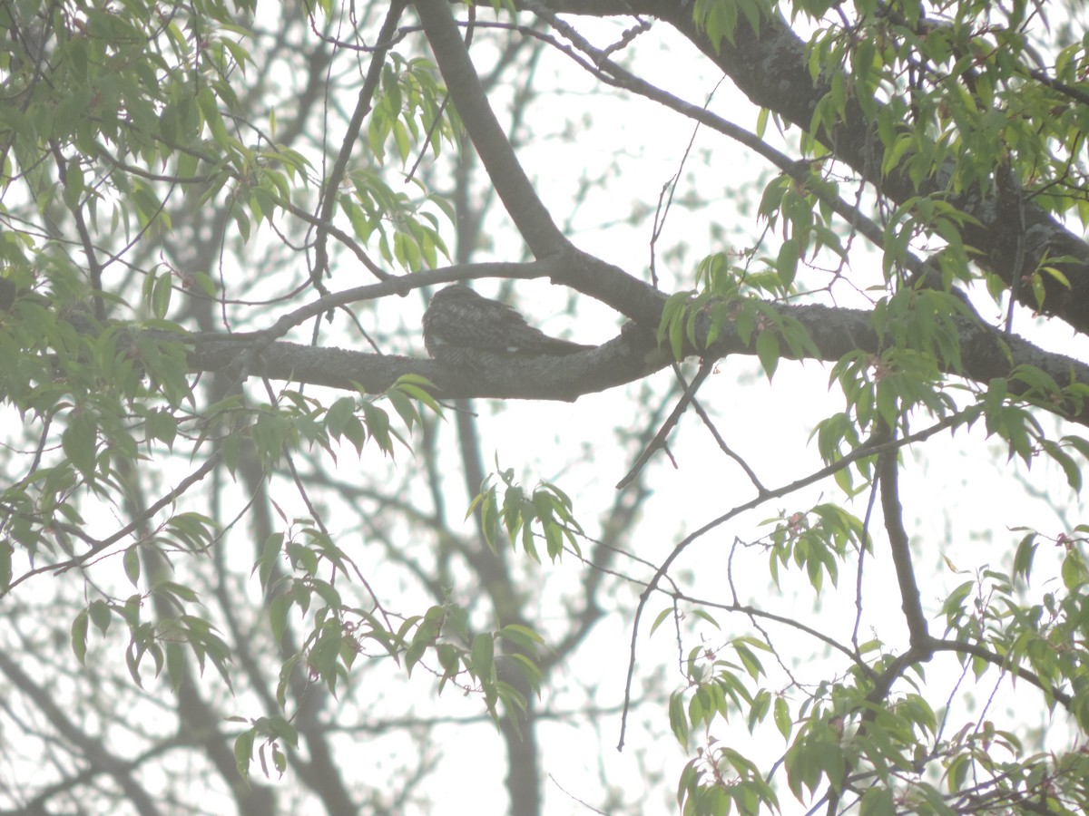 Common Nighthawk - ML629930679