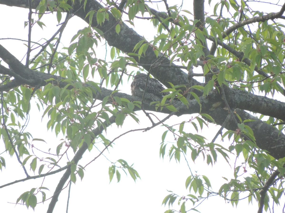 Common Nighthawk - ML629930680