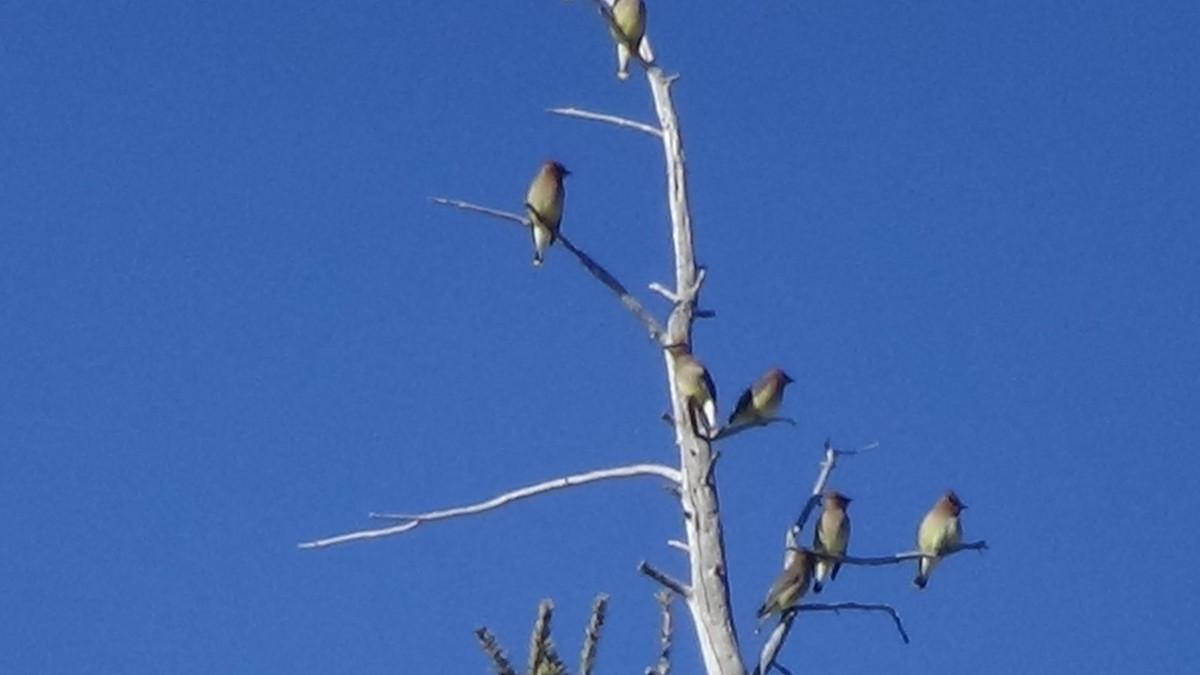 Cedar Waxwing - ML629930928