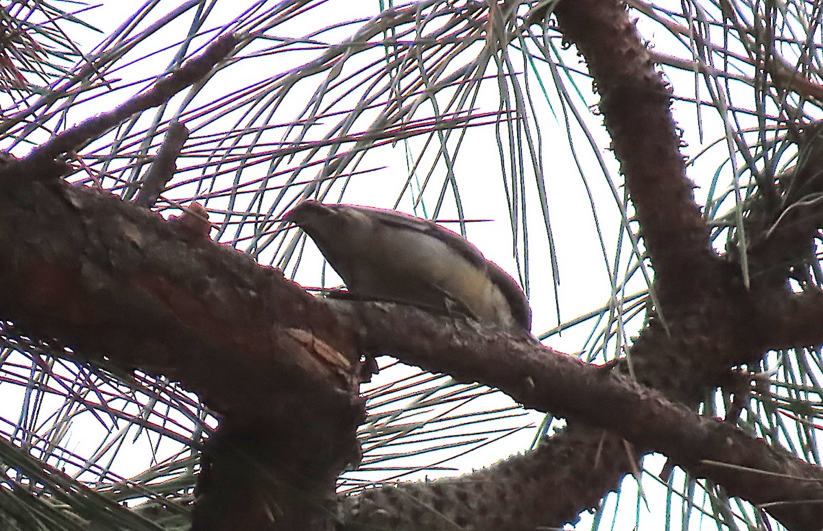 Sittelle pygmée - ML629930934