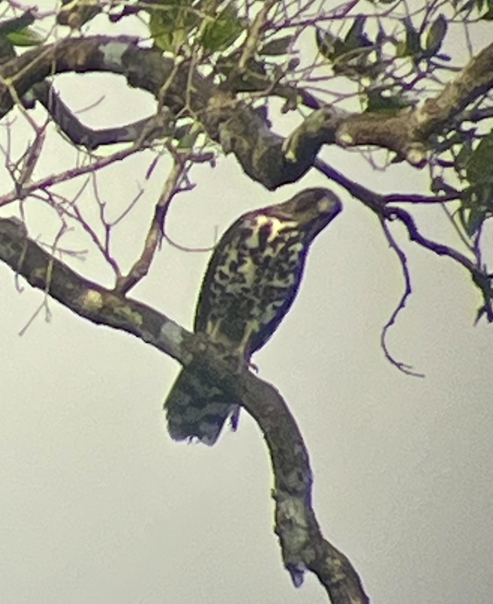 Congo Snake-Eagle - ML629930981