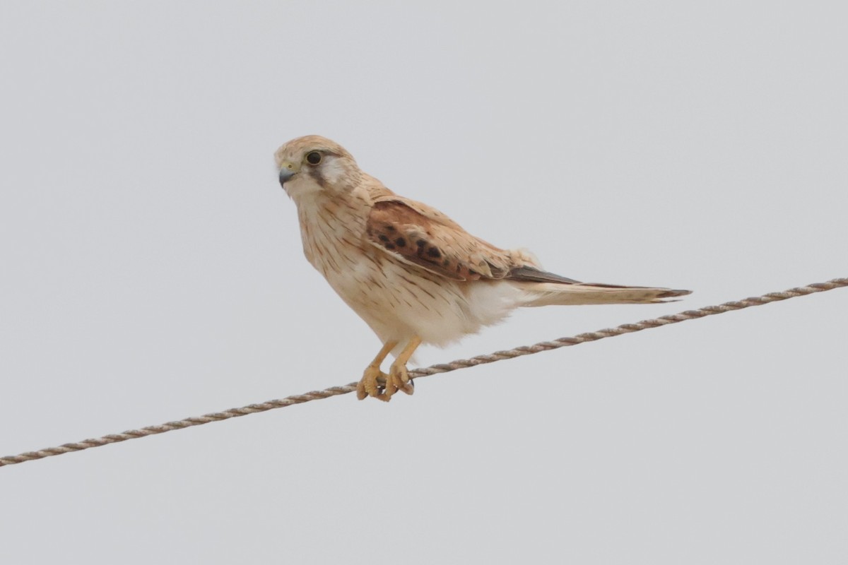 Nankeen Kestrel - ML629930993