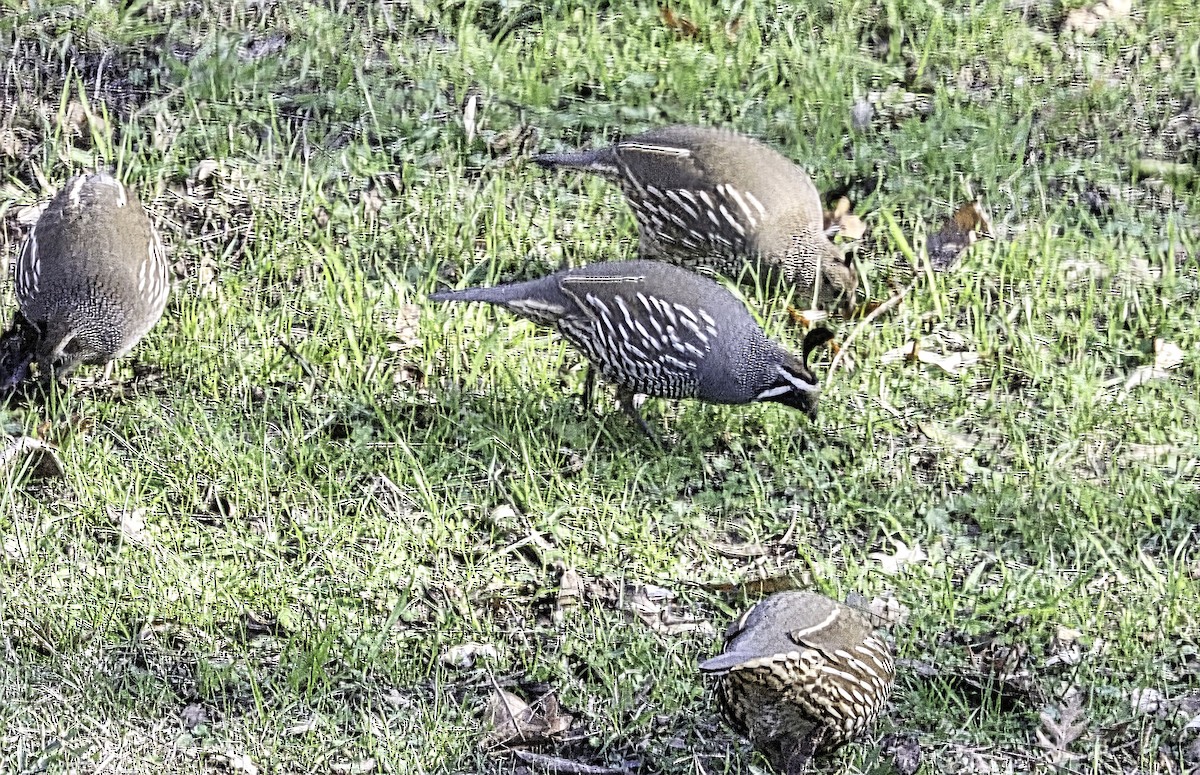California Quail - ML629931344