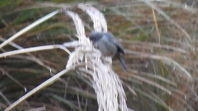 Paramo Seedeater - ML629931382