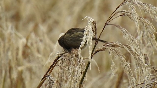 Paramo Seedeater - ML629931399