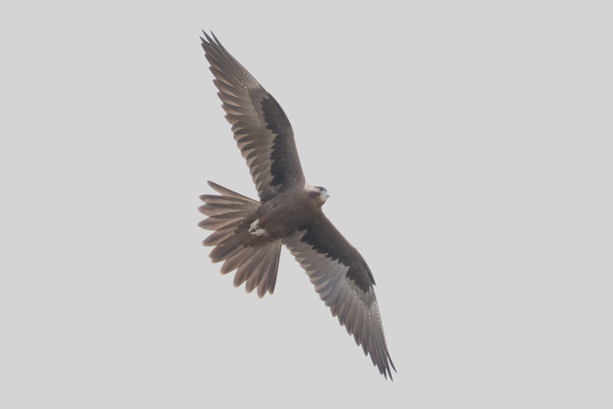 Black Falcon - ML629931532