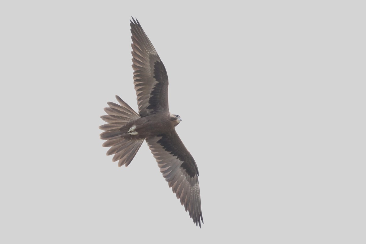 Black Falcon - ML629931544