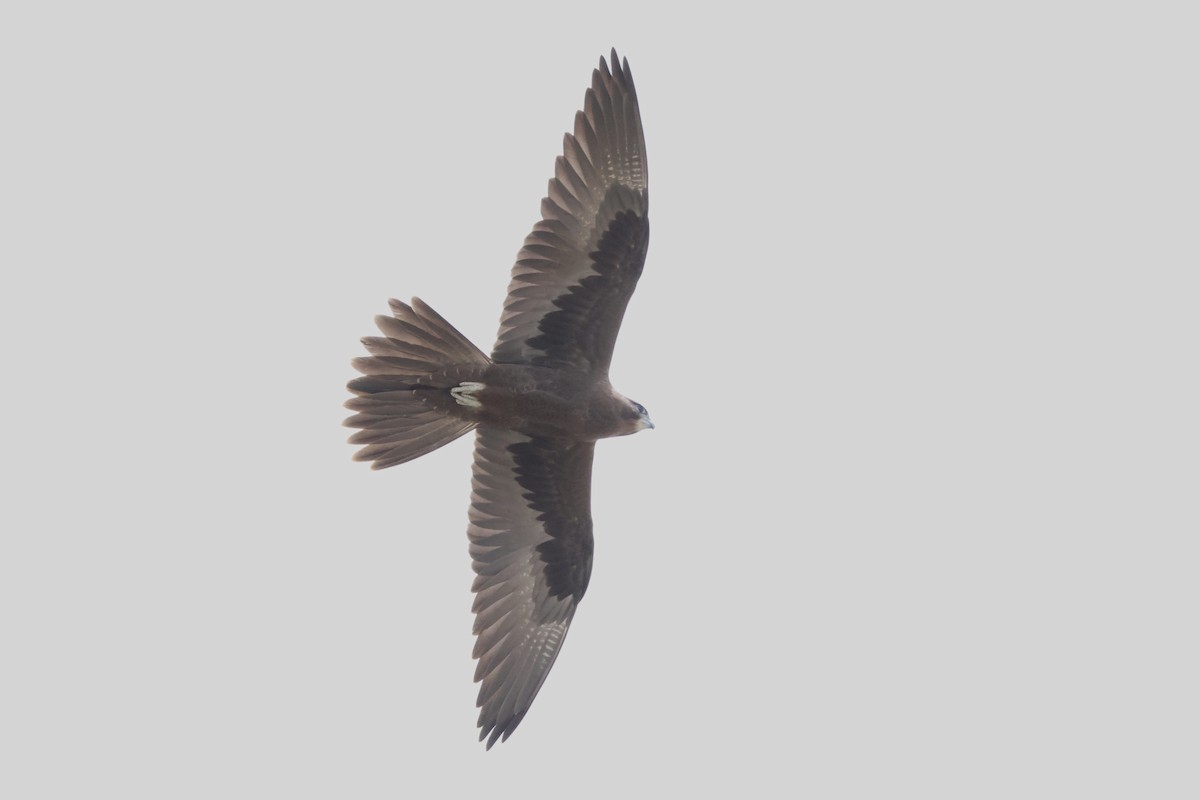 Black Falcon - ML629931566