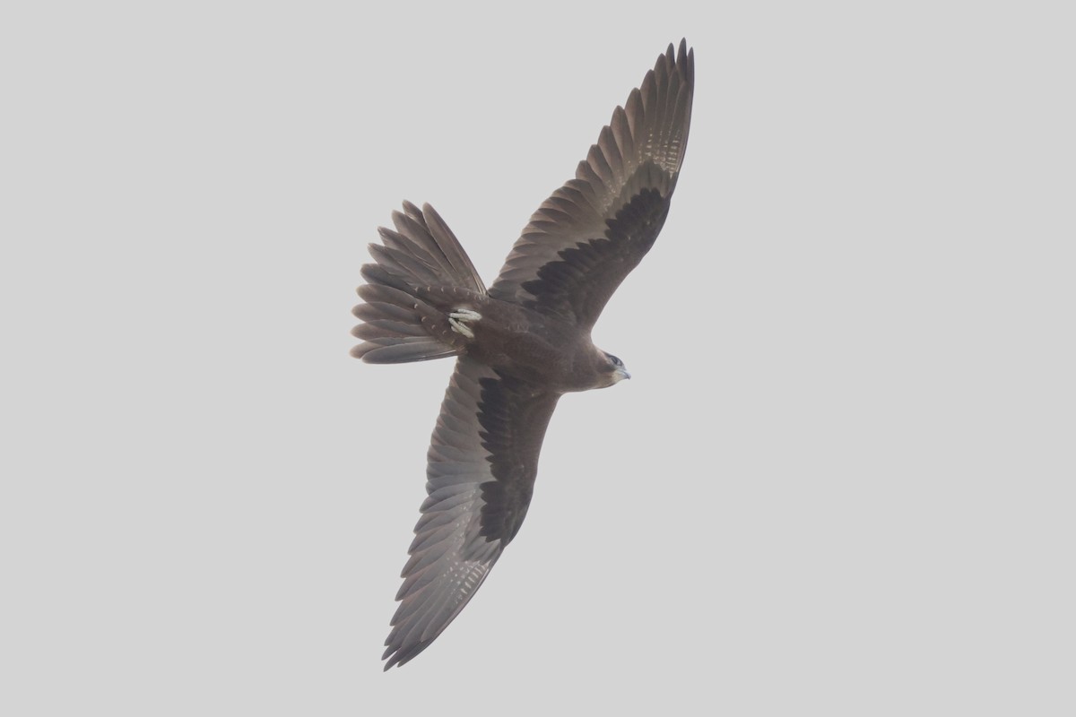 Black Falcon - ML629931575