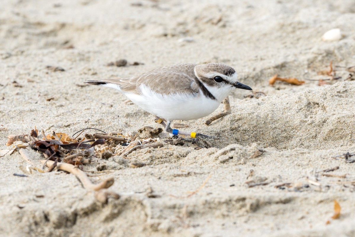 Snowy Plover - ML629931618
