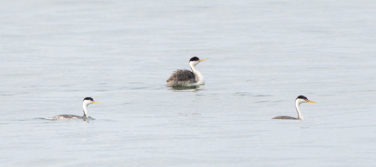 Clark's Grebe - ML629931642