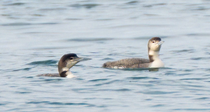 Common Loon - ML629931645