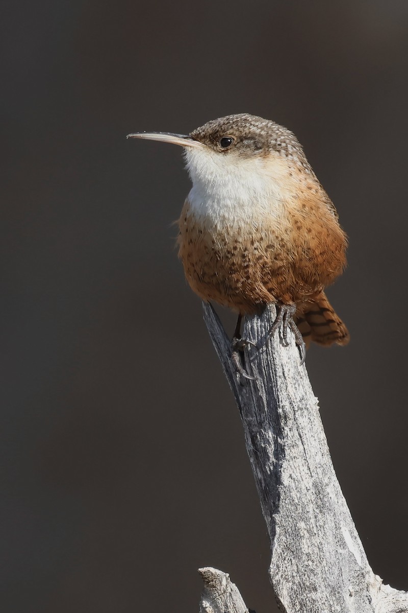 Canyon Wren - ML629931712